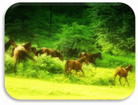 Zagatala Reserve