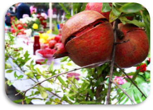 Pomegranate Holiday