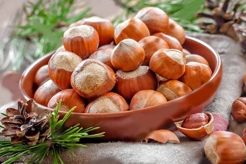 The Festival of Hazelnuts in Zagatala